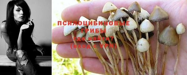 ПСИЛОЦИБИНОВЫЕ ГРИБЫ Дмитриев